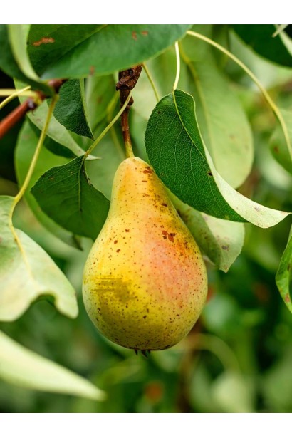 Груша осіння Мілена